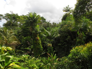 Hilo jungle from Tracey's back deck.