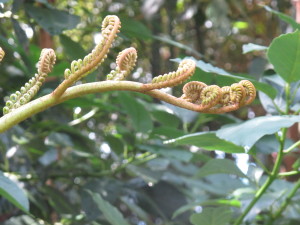 Hawaiian fern unfolding