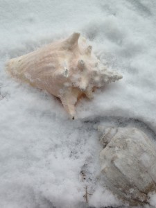 A Knobbed Whelk (the pinkish one) and a Channeled Whelk (the grayish one) in my garden.